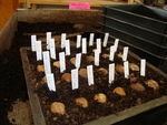 Seed Size and Germination by Meredith Cobb, Michaela J. Woods, and Ryan W. McEwan