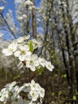 Leaf Phenology of Callery Pear: Spring