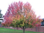 Leaf Phenology of Callery Pear: Fall