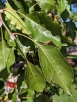 Leaf Phenology of Callery Pear: Frost Damage