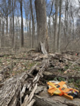 Decaying Ash Tree by University of Dayton. McEwan Lab