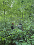Tree Measurements in the Forest Understory by University of Dayton. McEwan Lab
