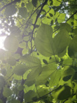 Red Mulberry Leaf Identification by University of Dayton. McEwan Lab