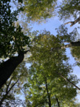 Canopy Gaps Allowing Light Penetration into Understory by University of Dayton. McEwan Lab