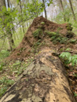Tip Up Mound from Uprooted Tree by University of Dayton. McEwan Lab