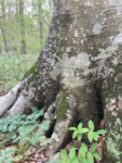 Biodiversity on Large Base of Beech Tree by University of Dayton. McEwan Lab