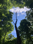 Tree Snag in Open Canopy by University of Dayton. McEwan Lab