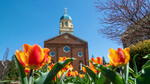Background Image: West Façade of Chapel on a Sunny Spring Day with Tulips in the Foreground by University of Dayton