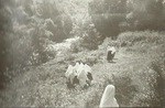 Novices and Professed Sisters on a Walk by the River Swale by Religious of the Assumption, Kensington