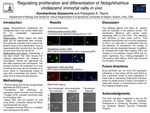 Regulating Proliferation and Differentiation of Notophthalmus viridescens' Immortal Cells in vivo