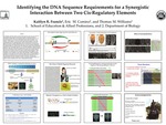 Identifying the DNA Sequence Requirements for a Synergistic Interaction Between Two Cis-Regulatory Elements