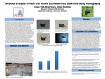 Temporal Analysis of Behavior of Male and Female Lucilia sericata Blow Flies Using Videography