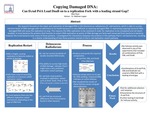 Investigating DNA Repair Processes in Bacteria: Can D. rad PriA load D. rad DnaB onto DNA forks with a leading strand gap?