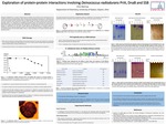 Investigation of protein-protein interactions involving Deinococcus radiodurans PriA, DnaB and SSB.