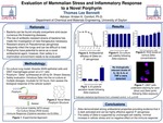 Evaluation of Mammalian Stress and Inflammatory Response to a Novel Porphyrin