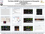 The Role of M1BP in Eye Development of Drosophila melanogaster