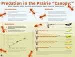 Predation in the prairie “canopy”: What happens when leashed grasshoppers meet invasive tawny crazy ants?