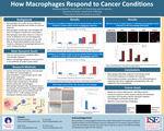 How Macrophages Respond to Cancer Conditions