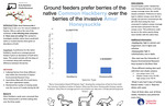 Investigation of the preference of berry type by ground feeders when given abundances of both native (Common Hackberry) and invasive (Amur honeysuckle) berries