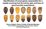 Identification of Novel Genes Responsible for a Rapidly Evolving Fruit Fly Trait by Gain and Loss of Gene Function Experiments