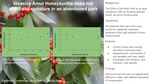 Effects of the Invasive Shrub Amur Honeysuckle (Lonicera maackii) on soil properties